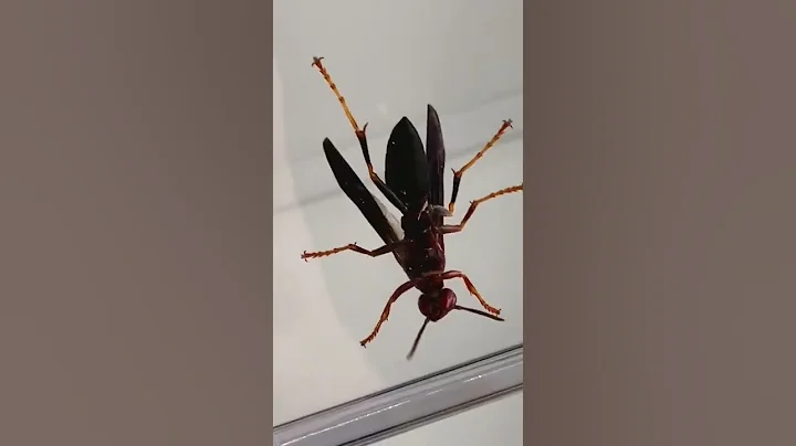 I caught a queen wasp!!!