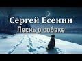 Песнь о собаке. Сергей Есенин. Песня на стихи #есенин