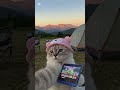 Coco’s new tablet😺