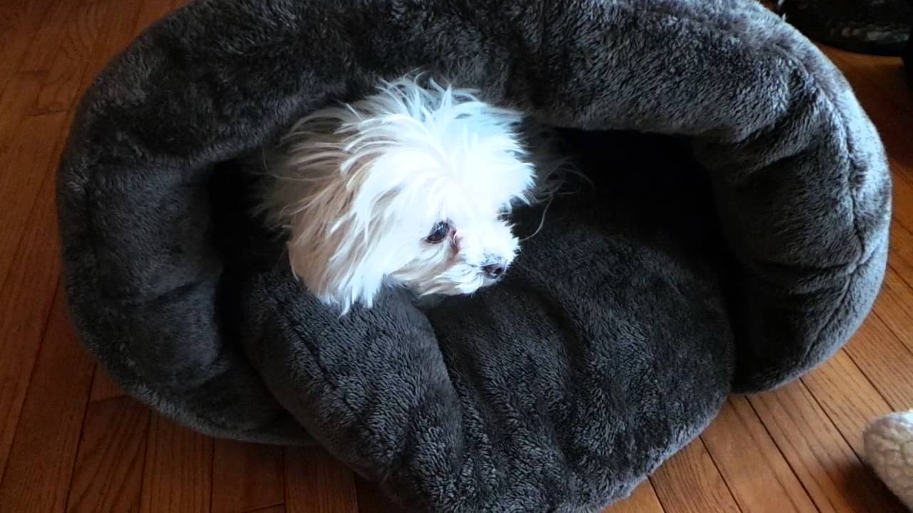 PLS Pet Cuddle Pouch Pet Bed, Bag, Warmer Cave available on Amazon