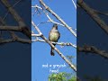 Galapagos Flycatcher (Myiarchus magnirostris) Colour #flycatchers #birdfacts #galapagoswildlife