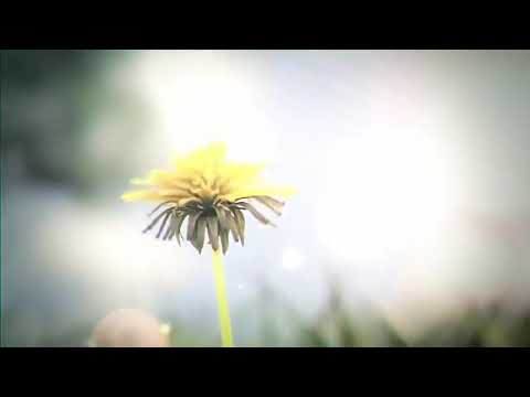 رائعة الامام الشافعي قصيدة ضحكت فقالو ا الا تحتشم