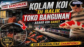 Asako Koi Garut Surga Koi Chdanion Yang Tersembunyi Di Balik Toko Bangunan 