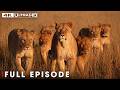 Savage Kingdom: Surviving the Lion Pride (Full Episode) | Nature and Animal Documentary