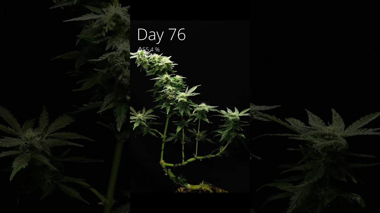 78 days in 60s! Seed to cannabis bonsai 