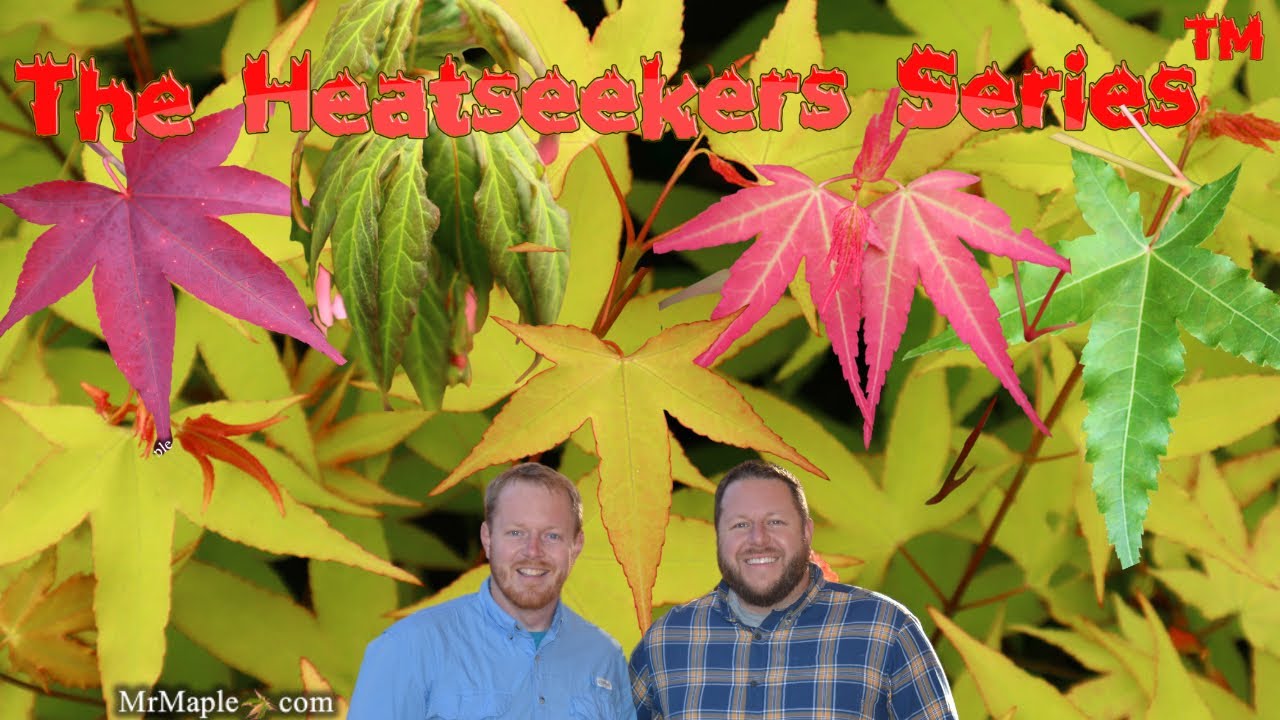 maple　笑主70点 MT-FLAME MAPLE/NJ HB #13885 | Deviser ｜株式会社ディバイザー｜長野