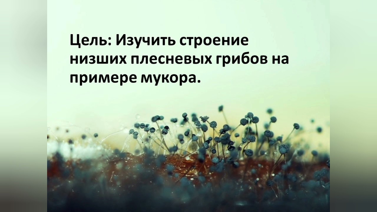 Лабораторная работа "Строение мукора", биология 5 класс. - YouTube