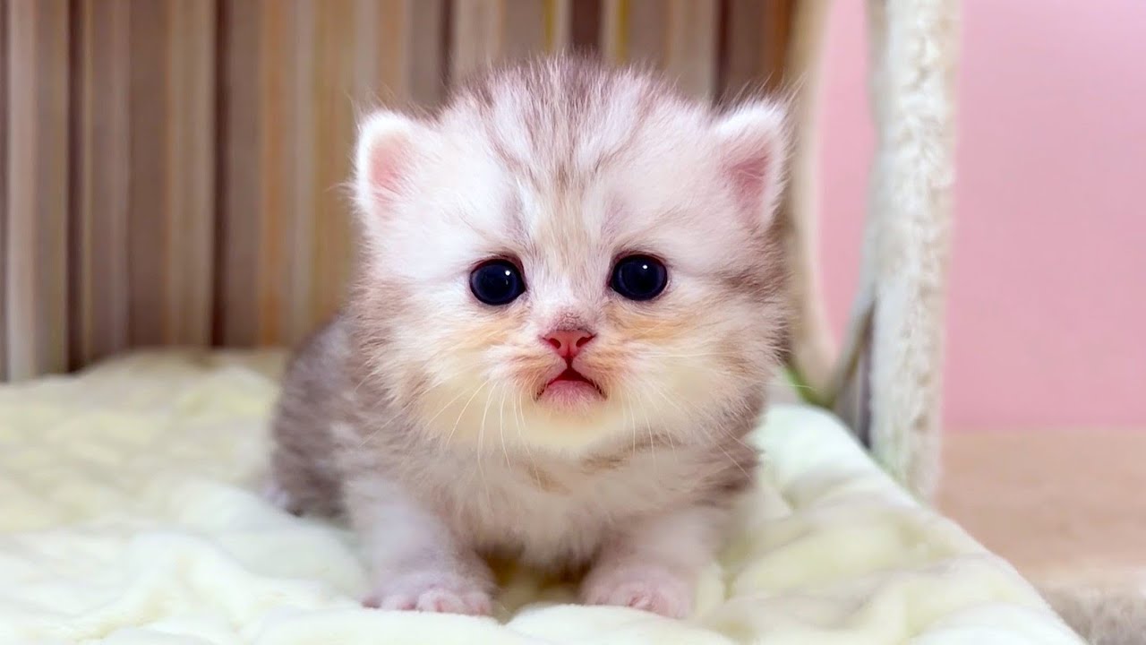 マンチカンの子猫】ママを汚していく子猫達だが、気にせず遊んでる件