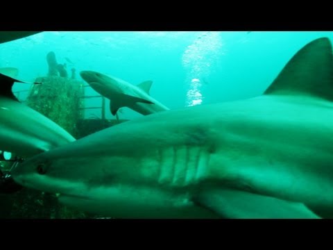 Shark Sightings on the Rise Near Shore - YouTube