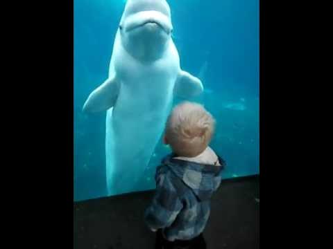 funny beluga whale playing with my son - YouTube