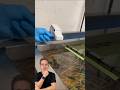 Can Colored Water Paint a White Bus? 🚌🎨😲| imdn voice | #youtubeshorts #shorts #viralshorts