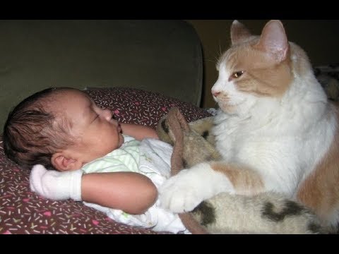 Adorable Cats Protecting and Loving Babies -  Cat Loves Baby Videos Compilation