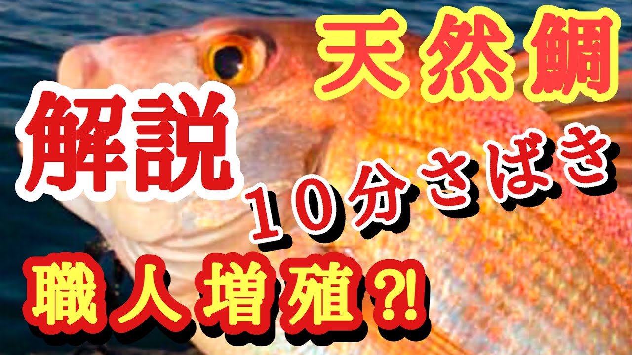 鯛のさばき方簡単解説付き 鯛のさばき方刺身切り方初心者必見 Youtube