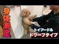 我が家の短足トイプードルはドワーフタイプなのか？身体測定をしてみた結果w