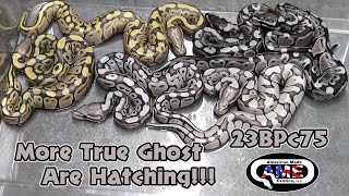 Famous More True Ghost Are Hatching!! 3BPc75 AME Net Worth