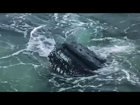 Humpback Whales Feeding on BILLIONS of Krill | Deep into the Wild | BBC Earth