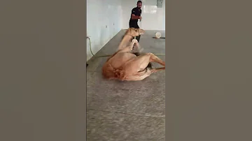 Camel Zibah 2023 Animals Natural الجمل بوش ذبح 