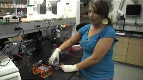 How to Pour and Run an Agarose Gel