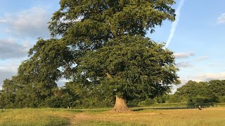 Shady Tree