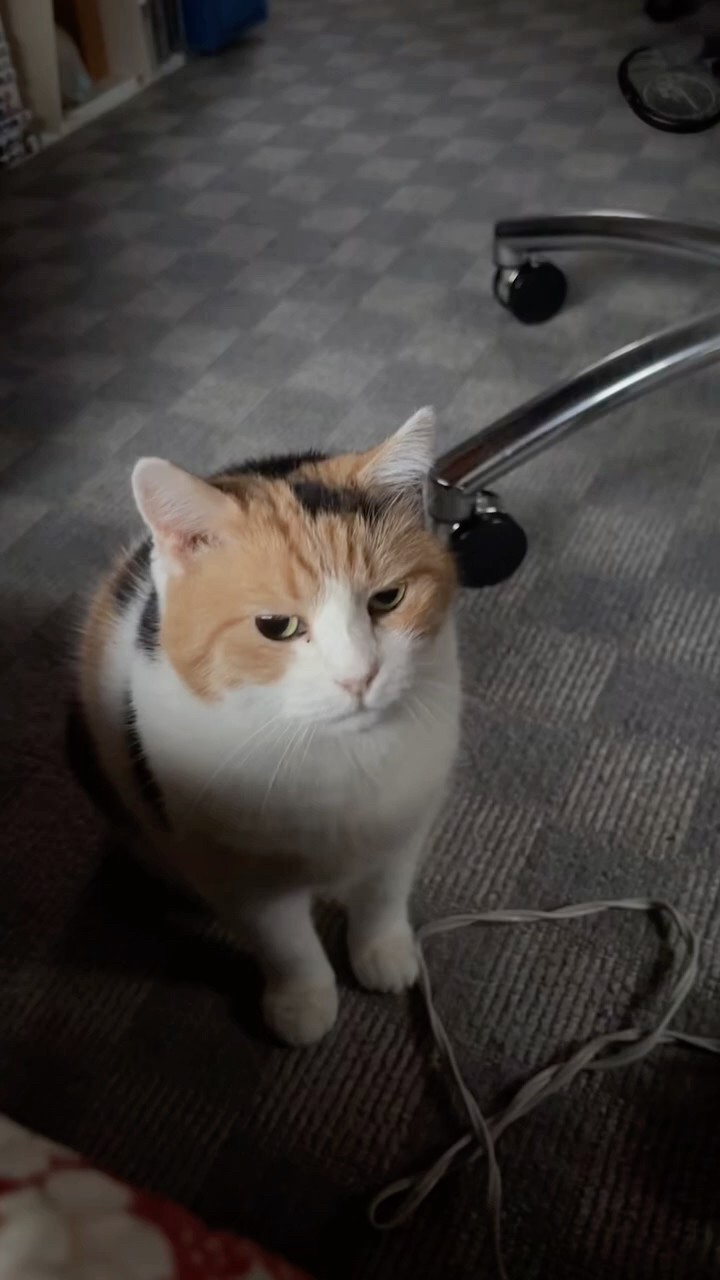 三毛猫】私に起きてほしいミケ - YouTube