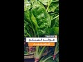 مستشارة التغذية في صباح العربية تكشف لماذا ت عد السبانخ من أقوى الخضروات لصحة الجسم 