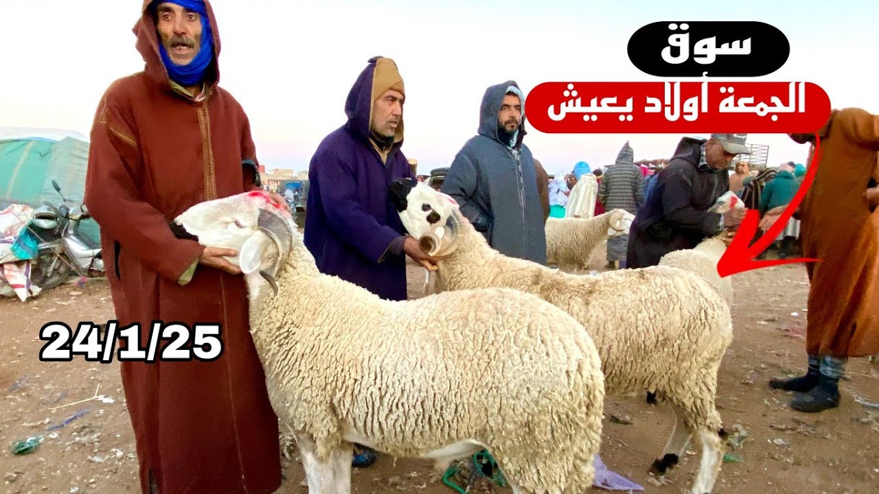 اليوم من سوق الجمعة أولاد يعيش جهة بني ملال 24/1/2025 مع تمن حولي و النعجة و حولية🐑🐑🇲🇦