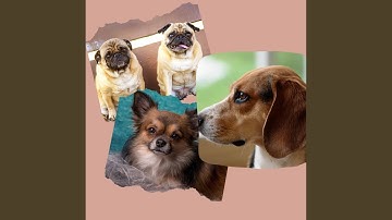 Carefree Backdrops for Feel Good Doggy