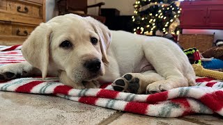 Chunky Puppy in a Bucket  DASHER'S Final WeighIn #cutepuppies #labrador #puppy