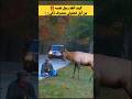 تصرف ذكي لهذا الرجل 💡 ينقذ نفسه من ايل 🦌 فضولي‼️