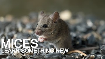 LEARN SOMETHING NEW | #MICES 🐭🐭🐭 #shortvideo