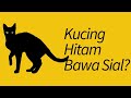 Kucing Hitam Membawa Sial?? Fakta dan Mitos Kucing Hitam!