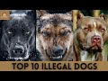 Top 10 illegal Dog Breeds in the World | Blush &amp; Laugh | 2021