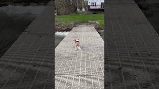 Lake Simcoe Dock Day Spring 2026 Bill Jackson EXP Realty #shorts