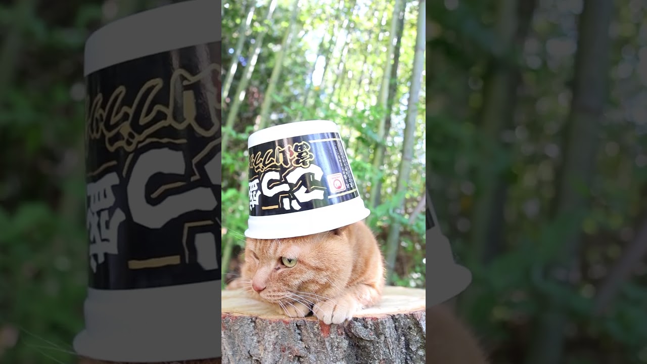 ネコメン ごつ盛り 富山ブラックラーメン 260625 #cat #のせ猫 #cute #ネコ