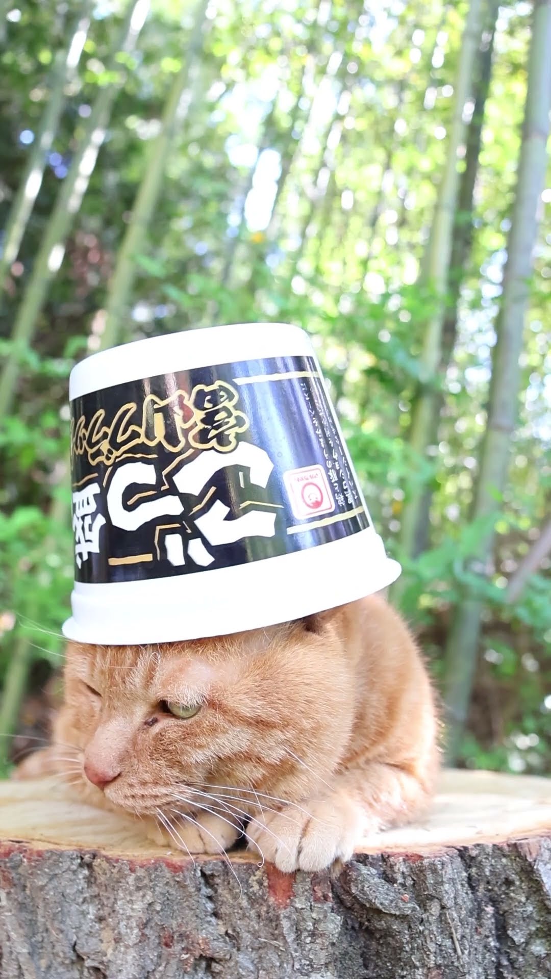 ごつ盛り 富山ブラックラーメン 260625 #cat #のせ猫 #cute #ネコ