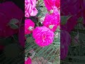 Unbelievable Moment You Have To See This рџ Ґ Shorts Shortvideo Viralvideo Trending Beautiful Unbelievable Moment You Have To See This рџ Ґ Shorts Shortvideo Viralvideo Trending Beautiful