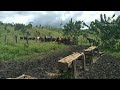 Rancho Regalo de Dios Bonitos Chivos para Toro  Raza Gyr  y Nelore Con Brahaman A.G.A.P *