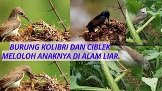 Download Lagu burung kolibri dan ciblek di alam liar sedang meloloh anaknya MP3 Download Lagu burung kolibri dan ciblek di alam liar sedang meloloh anaknya MP3