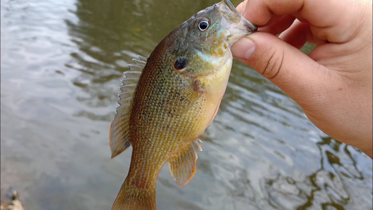 Trying (and mostly failing) to catch fish with the zebco 33 micro - YouTube
