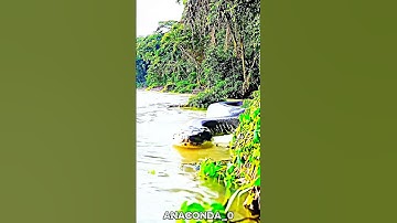 Giant Anaconda in Amazon Jungle 🔥🥶 #edit #wildlife #views #amazonjungle #amazonriver #nature