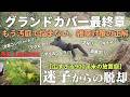 【庭の雑草対策】結局どれが良い？やっと見つけた、雑草を抑えてくれる正しいグランドカバーの種類と増やし方！