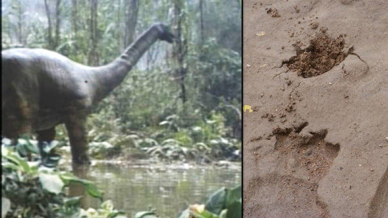 Uma espécie preservada ou uma criatura extraterrestre, é Mokele