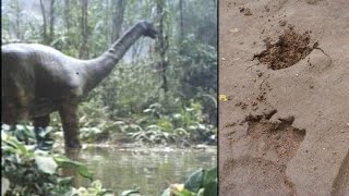 MOKELE-MBEMBE O ÚLTIMO DINOSSAURO VIVO 