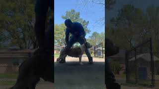 First Time Stacking American Bully; structure, angulation, and Confidence above All…