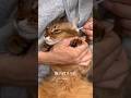 猫の耳掃除したら がつまってた 猫の耳掃除したら がつまってた