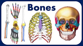 Every Bone Explained in 7 Minutes