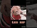 Leo