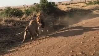 Lion vs Lion: Territorial fight