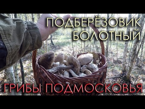 🍄ГРИБ ПОДБЕРЕЗОВИК БОЛОТНЫЙ.💥ПОЛЯНЫ ГРИБОВ.🌳ЛЮБИМЫЙ ЛЕС В ПОДМОСКОВЬЕ.🍄БЕЛЫЙ ОБАБОК.