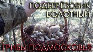 🍄ГРИБ ПОДБЕРЕЗОВИК БОЛОТНЫЙ.💥ПОЛЯНЫ ГРИБОВ.🌳ЛЮБИМЫЙ ЛЕС В ПОДМОСКОВЬЕ.🍄БЕЛЫЙ ОБАБОК.